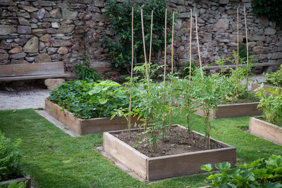 Wooden raised beds in garden of fresh herbs and vegetable